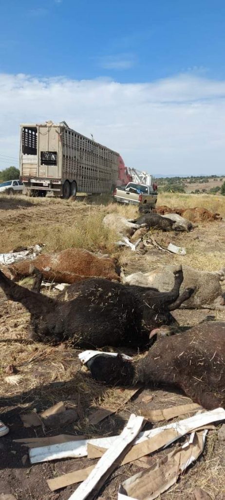 Deja volcadura un hombre lesionado y 18 vacas muertas