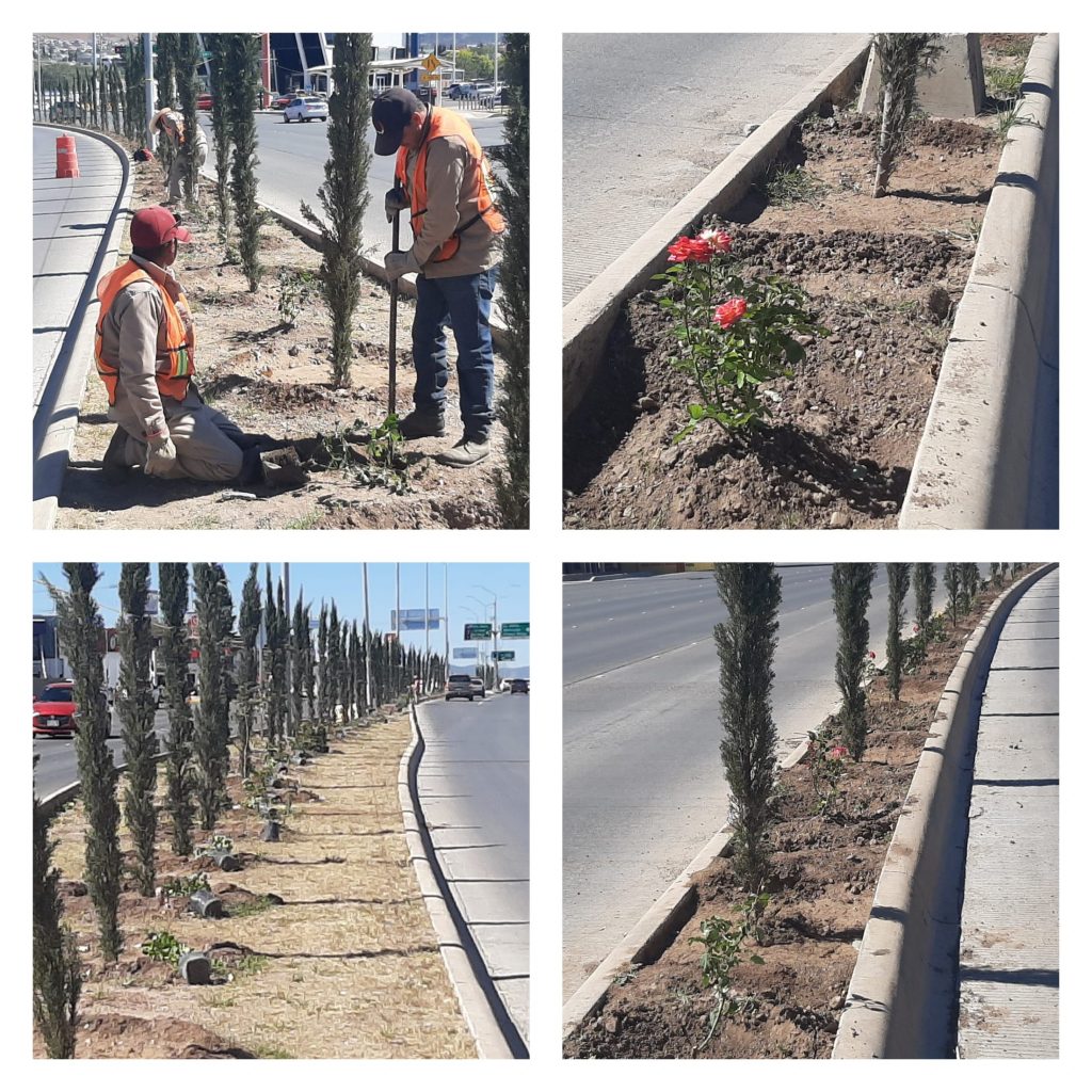 400 rosales complementan reforestación en el Fernando Baeza