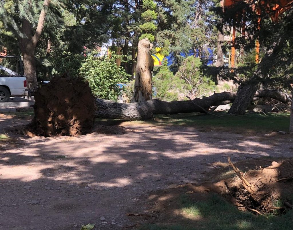 Más de 25 llamadas de auxilio al 911 se generaron ayer por fuerte viento en Cuauhtémoc