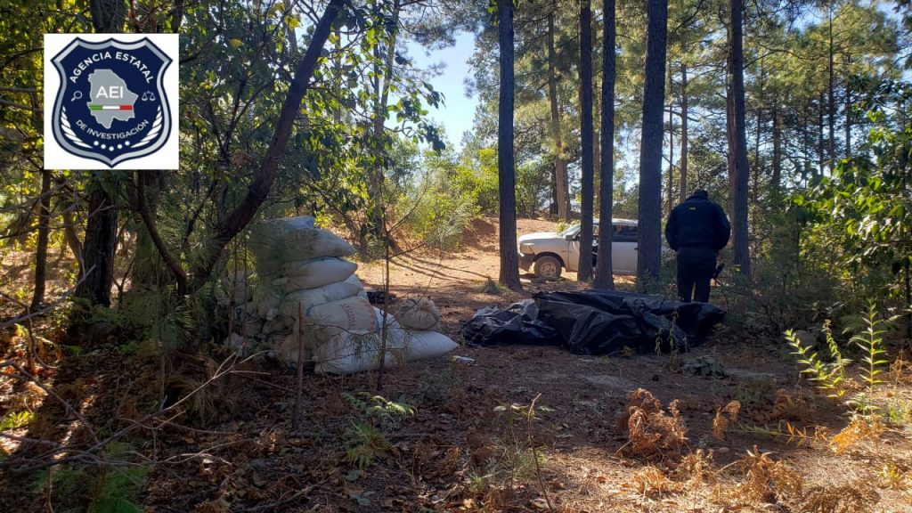 Localizan y aseguran casi media tonelada de mariguana en Urique