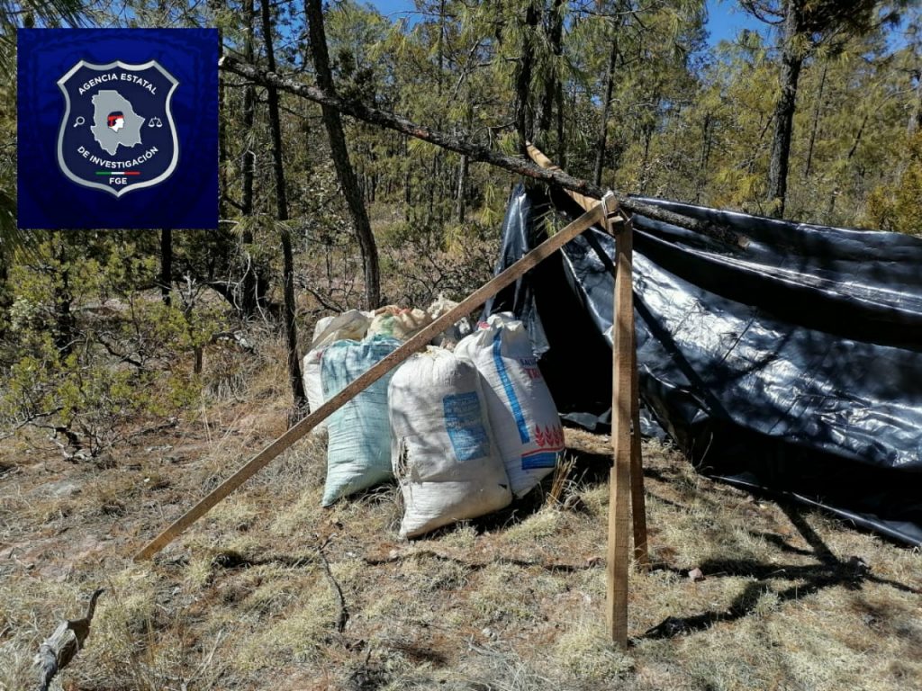 Estatales aseguraron más de ochenta kilos de mariguana en Moris