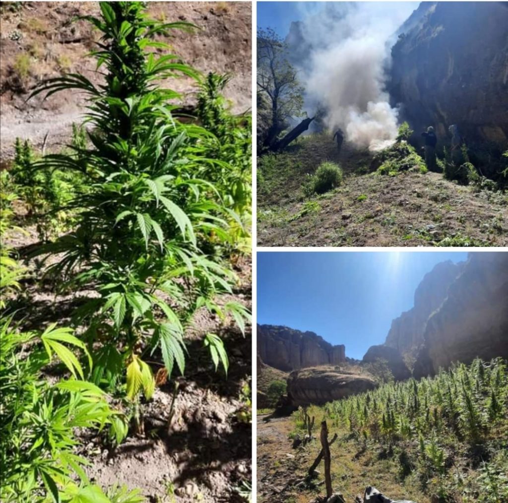 Destruyen en Nonoava plantío con más de una tonelada de mariguana