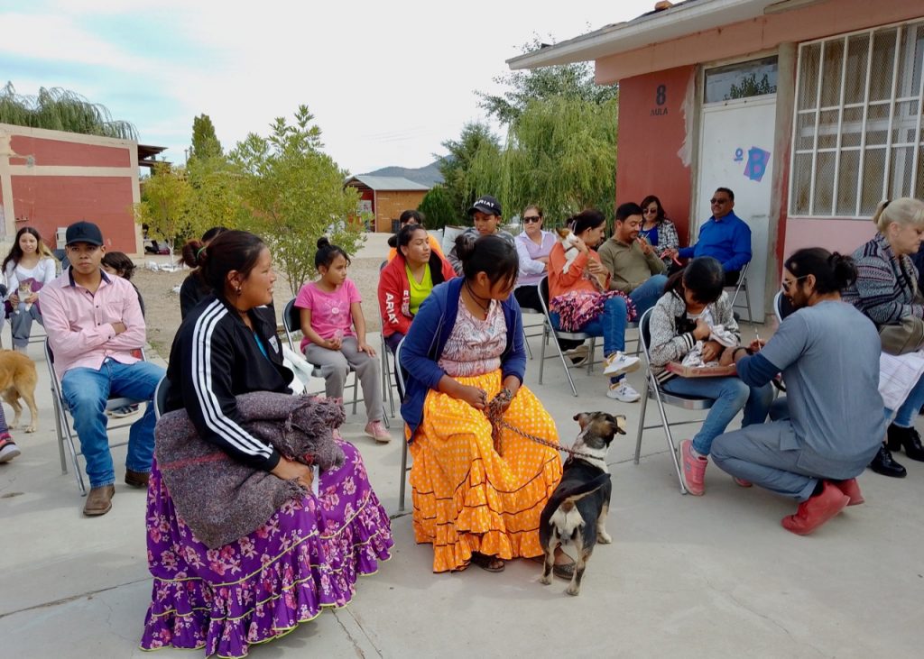 Esterilizan a más de 200 perros y gatos en Cuauhtémoc