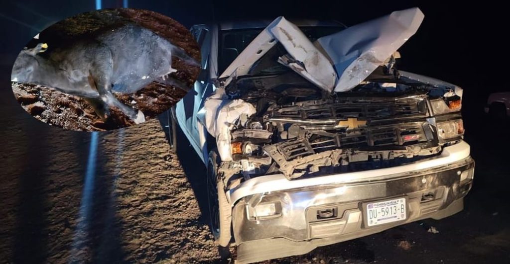 Destroza su pick up al chocar contra vaca en tramo a La Quemada