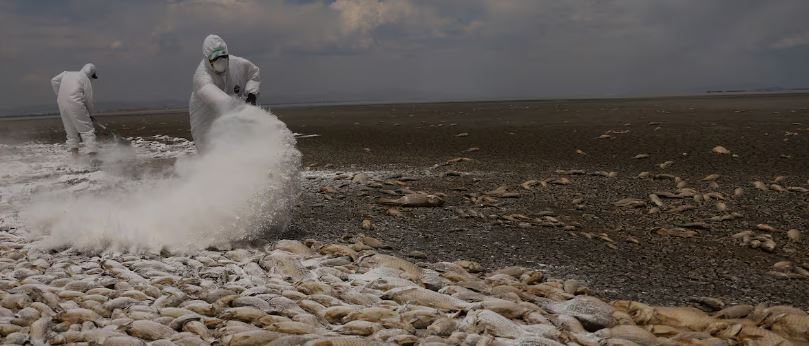 El miércoles iniciarán a abrir zanjas para enterrar los pescados muertos de la laguna de Bustillos