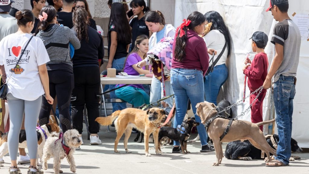 Cientos de mascotas beneficiadas con campañas, en Cuauhtémoc