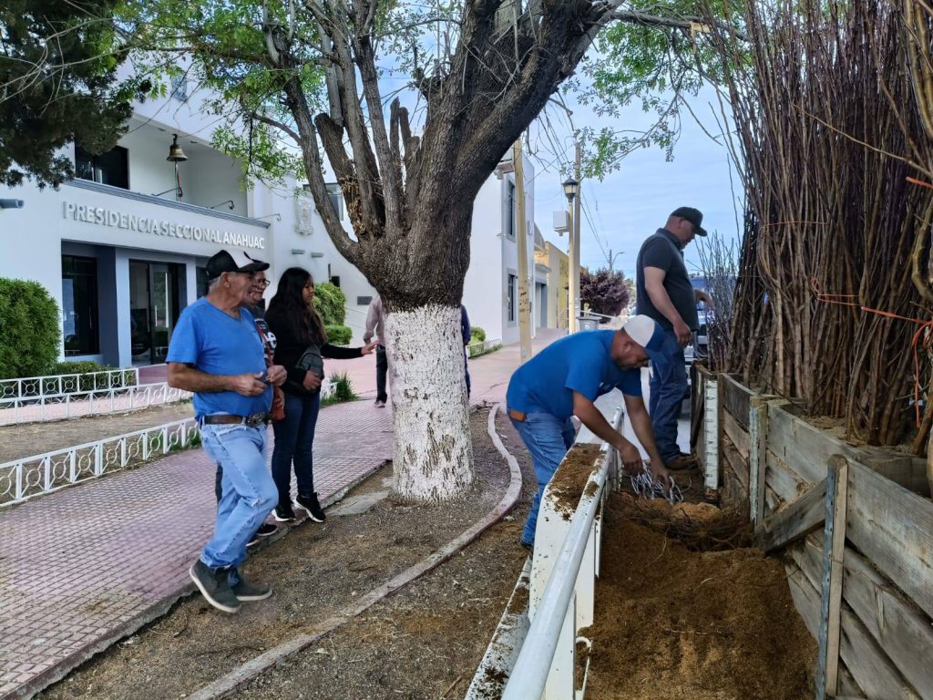 Entregan 1,000 árboles de manzana en Anáhuac