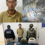 Aseguran dos tigres tras arresto de hombre con semilla de mariguana y balas en Nonoava